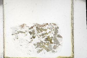 Plane Polarized, S98020/A