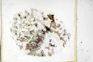 Plane Polarized, S98021/A