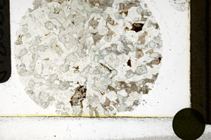 Plane Polarized, S98021/B