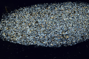 Cross Polarized, S98037