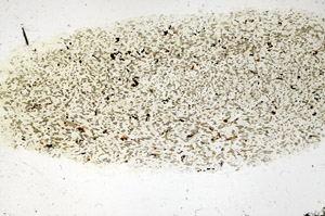 Plane Polarized, S98037