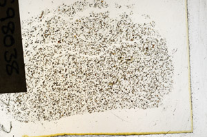 Plane Polarized, S98038