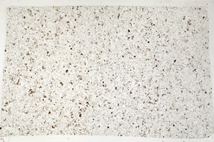 Plane Polarized, S98791