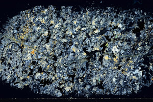 Cross Polarized, S98895