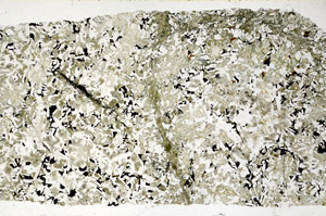 Plane Polarized, S98898