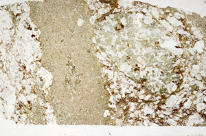 Plane Polarized, S98902