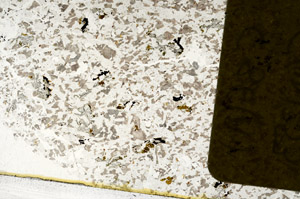 Plane Polarized, S98908/A