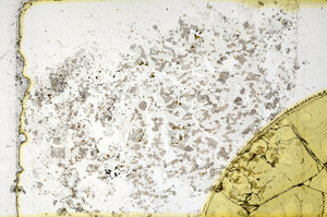 Plane Polarized, S98908/B