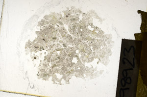 Plane Polarized, S98923