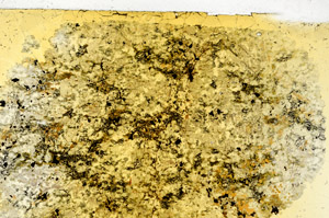 Plane Polarized, S98927