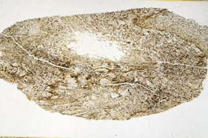 Plane Polarized, S98932