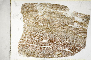 Plane Polarized, S98933