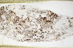 Plane Polarized, S98934