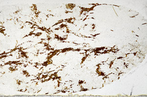 Plane Polarized, S98935