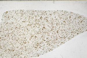 Plane Polarized, S98936