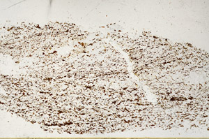 Plane Polarized, S98940