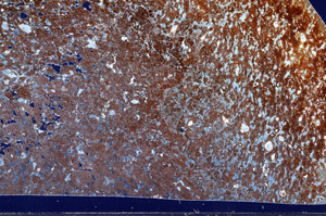 Cross Polarized, S99344