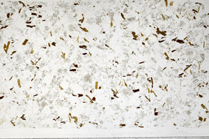 Plane Polarized, S99362