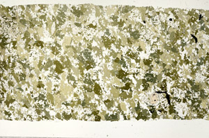 Plane Polarized, S99388