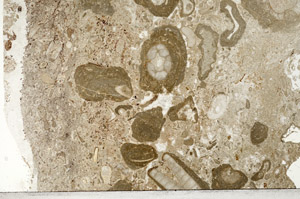 Plane Polarized, N1280