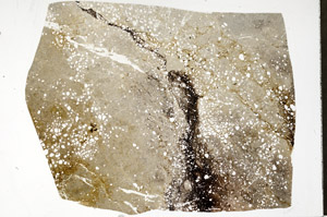 Plane Polarized, N1466