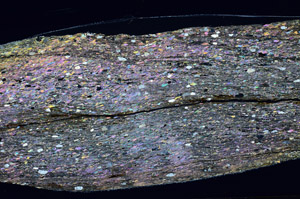 Cross Polarized, N2598