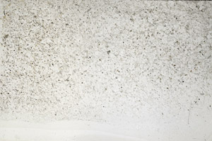 Plane Polarized, N2724