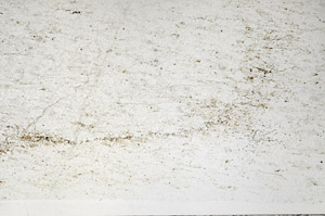 Plane Polarized, N2729