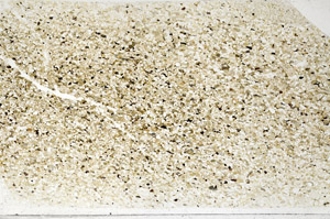 Plane Polarized, N2812