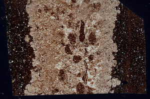 Cross Polarized, N2929