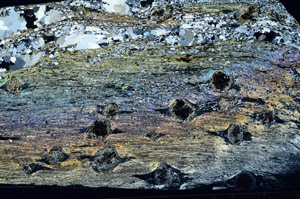 Cross Polarized, N2966