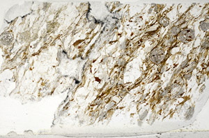 Plane Polarized, N3109