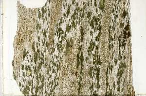 Plane Polarized, N3131