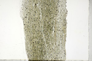 Plane Polarized, N3217