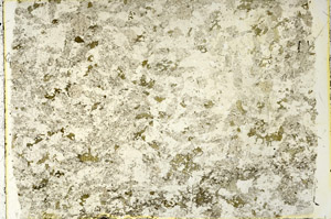 Plane Polarized, N3329