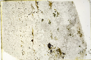 Plane Polarized, N3347