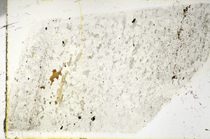Plane Polarized, N3354