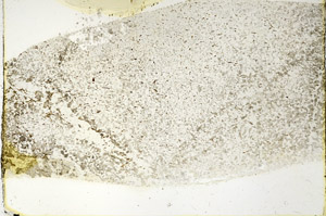 Plane Polarized, N3383