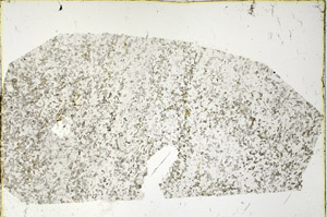 Plane Polarized, N3390