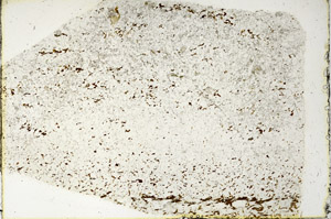 Plane Polarized, N3391