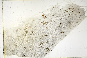 Plane Polarized, N3392