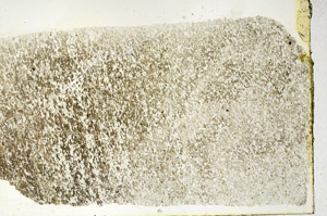 Plane Polarized, N3393