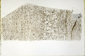 Plane Polarized, N3395