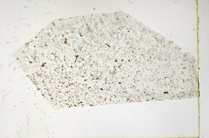 Plane Polarized, N3399