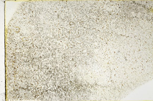 Plane Polarized, N3402