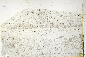 Plane Polarized, N3407