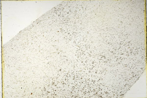 Plane Polarized, N3412