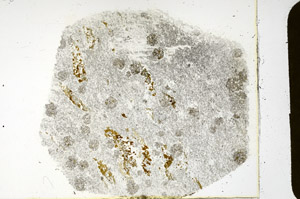 Plane Polarized, N3439