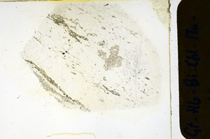 Plane Polarized, N3443