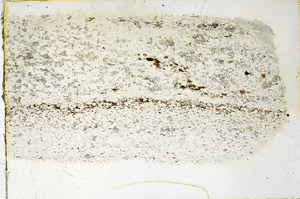Plane Polarized, N3446
